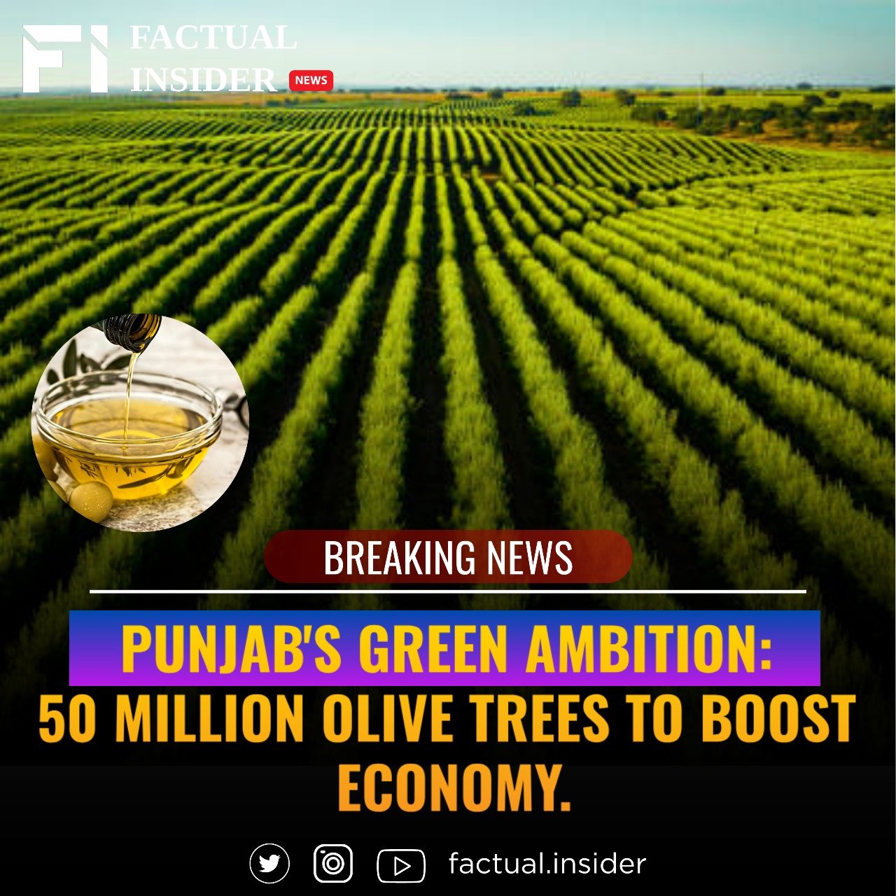 Punjab’s Green Ambition: 50 Million Olive Trees to Boost Economy.